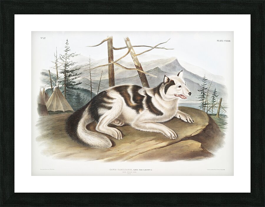 Hare-Indian Dog Canis familiaris  Picture Frame print