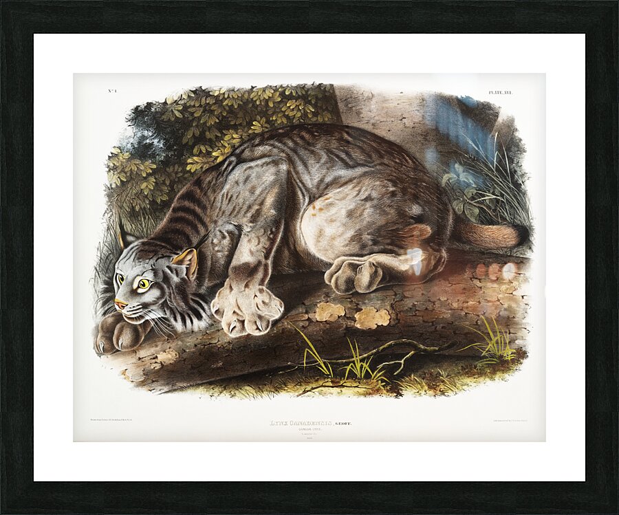 Canada Lynx Lynx Canadensis  Picture Frame print