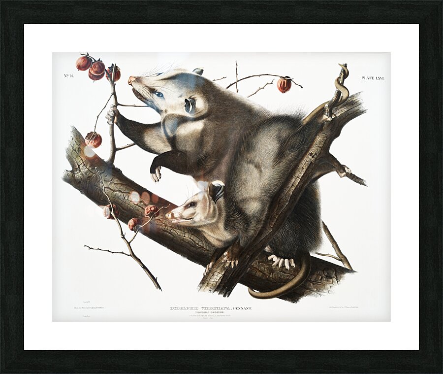 Virginian Opossum Didelphis Virginiana  Picture Frame print