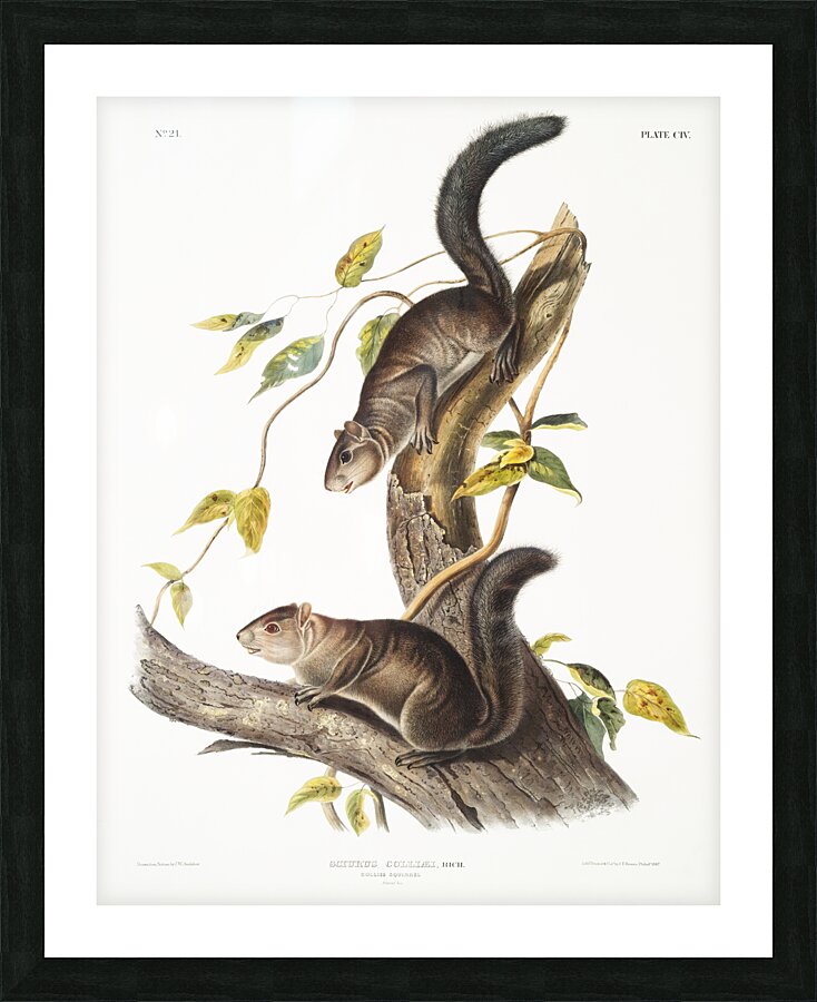 Collies Squirrel Sciurus colliaei  Picture Frame print