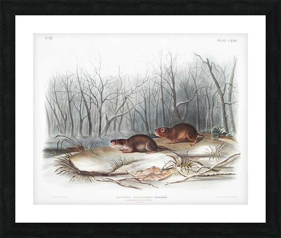 Meadow Mouse Arvicola richardsonii  Picture Frame print
