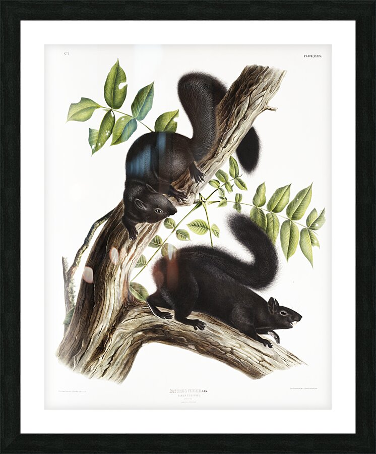 Meadow Mouse Arvicola richardsonii  Picture Frame print