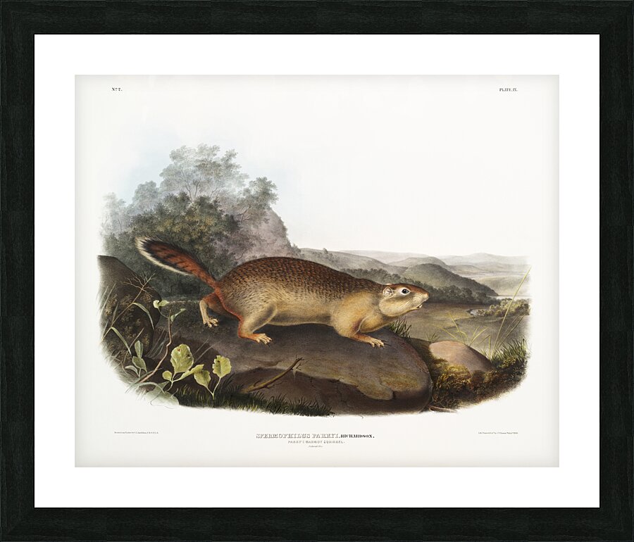 Marmot Squirrel Spermophilus Parryi  Picture Frame print