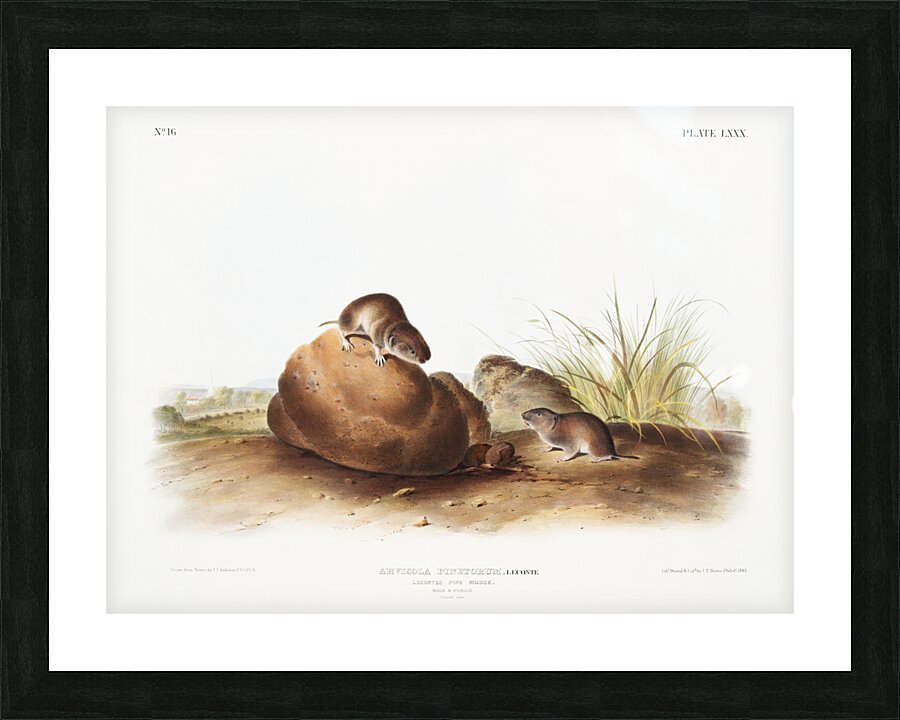 Lecontes Pine Mouse Arvocola pinetorum  Picture Frame print