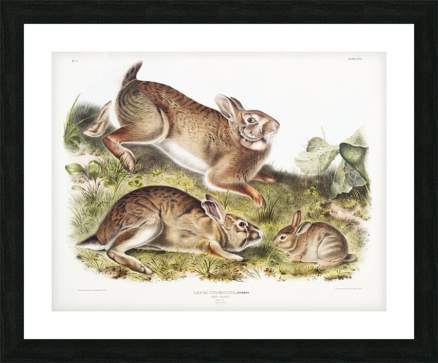 Grey Rabbit Lepus Sylvaticus  Picture Frame print