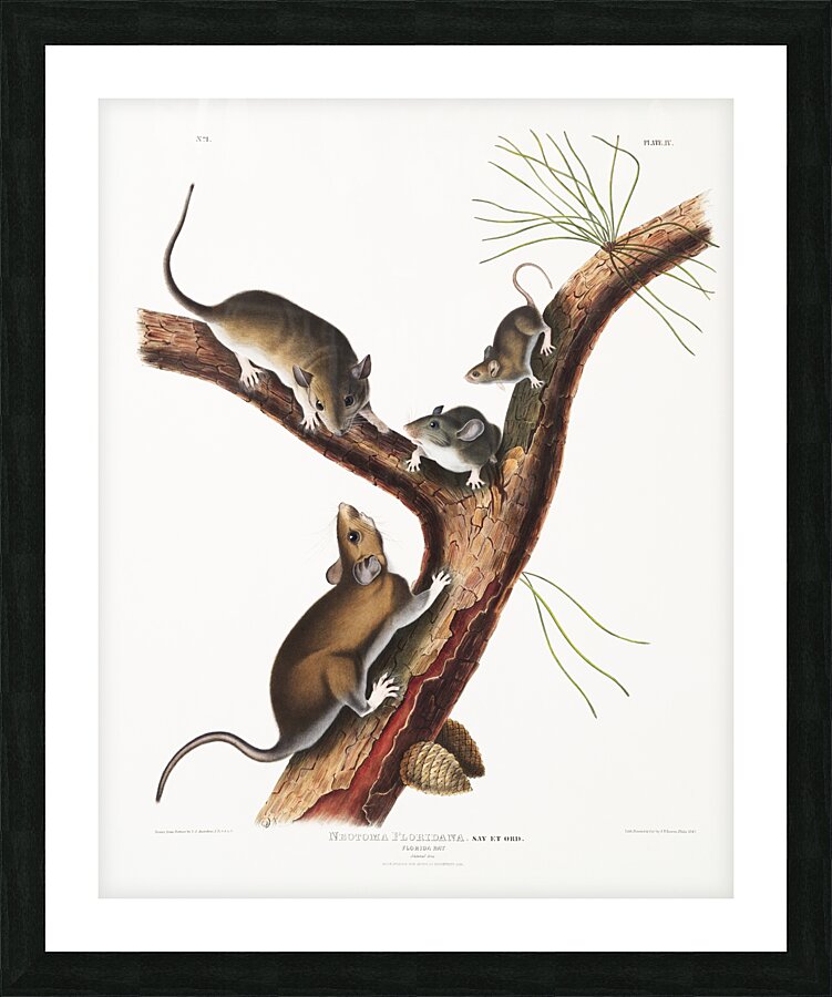 Florida Rat Neotoma Floridana  Picture Frame print