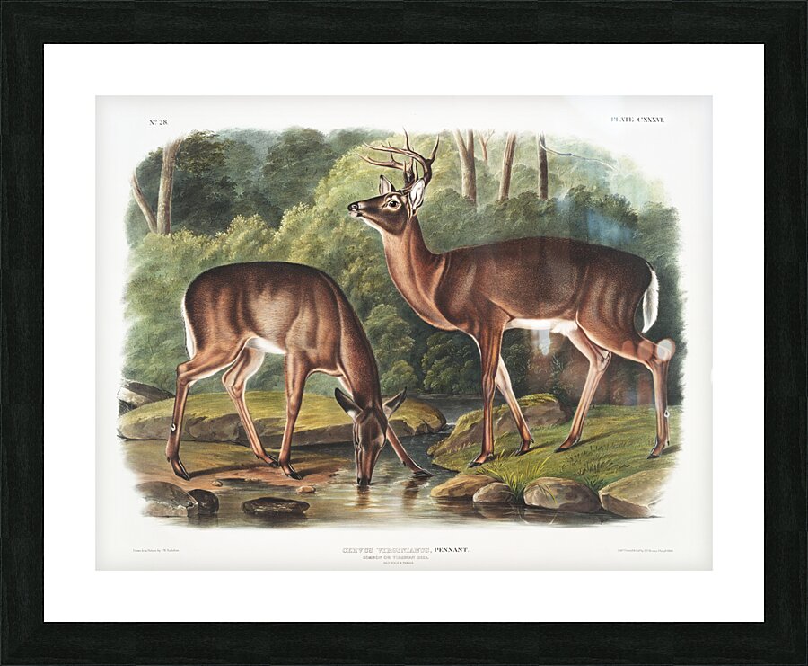 Deer or Virginian Deer Cervus Virginianus  Picture Frame print