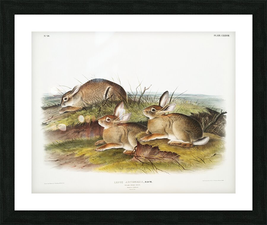 Warm Wood Hare Lepus artemesia  Picture Frame print