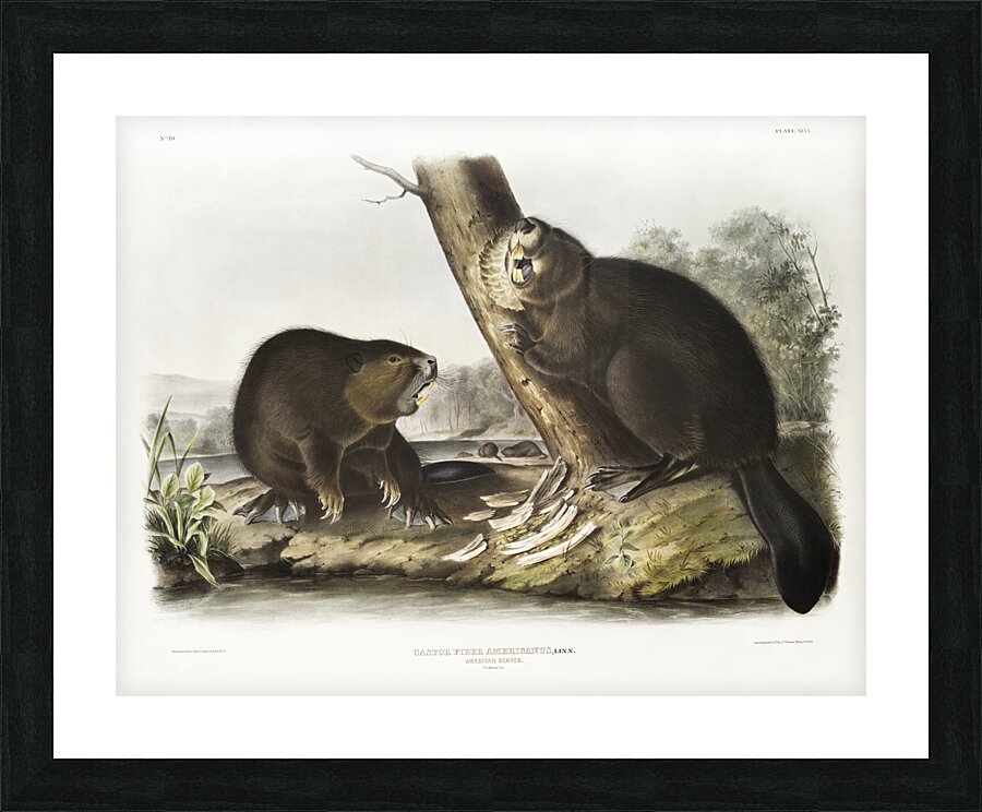 American Beaver Castor fiber Americanus  Picture Frame print