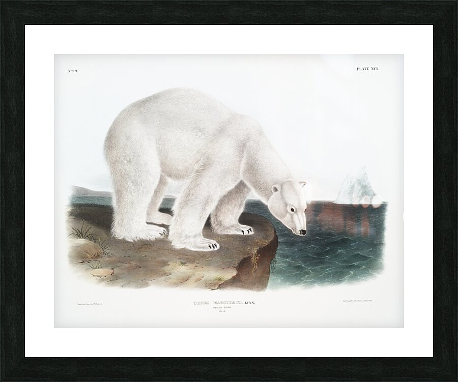 American Beaver Castor fiber Americanus  Picture Frame print