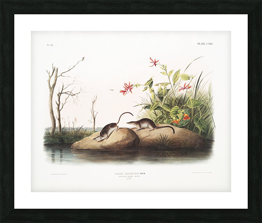 American Marsh Shrew Sorex palustris  Picture Frame print