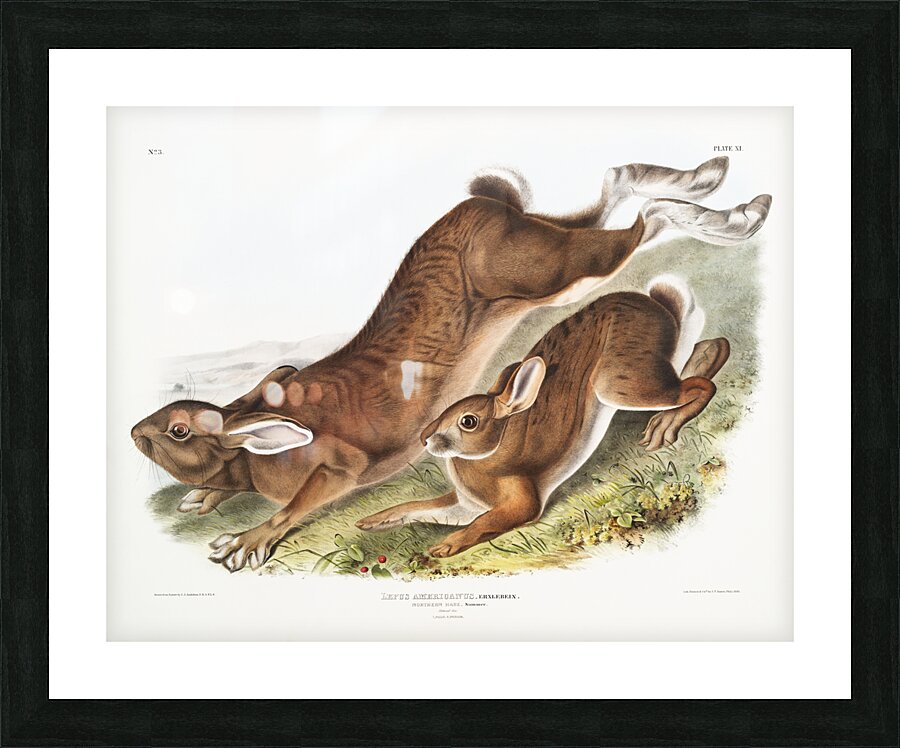 Northern Hare Lepus Americanus  Picture Frame print