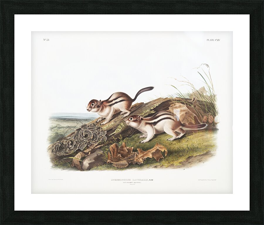 Marmot Squirrel Spermophilus lateralis  Picture Frame print