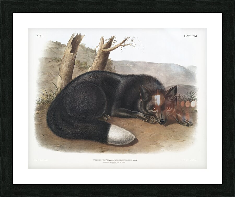 American Black or Silver Fox Vulpes fulvus  Picture Frame print