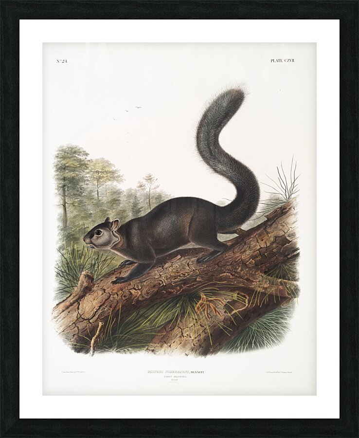 Dusky Sqiurrel Sciurus nigrenscens  Picture Frame print