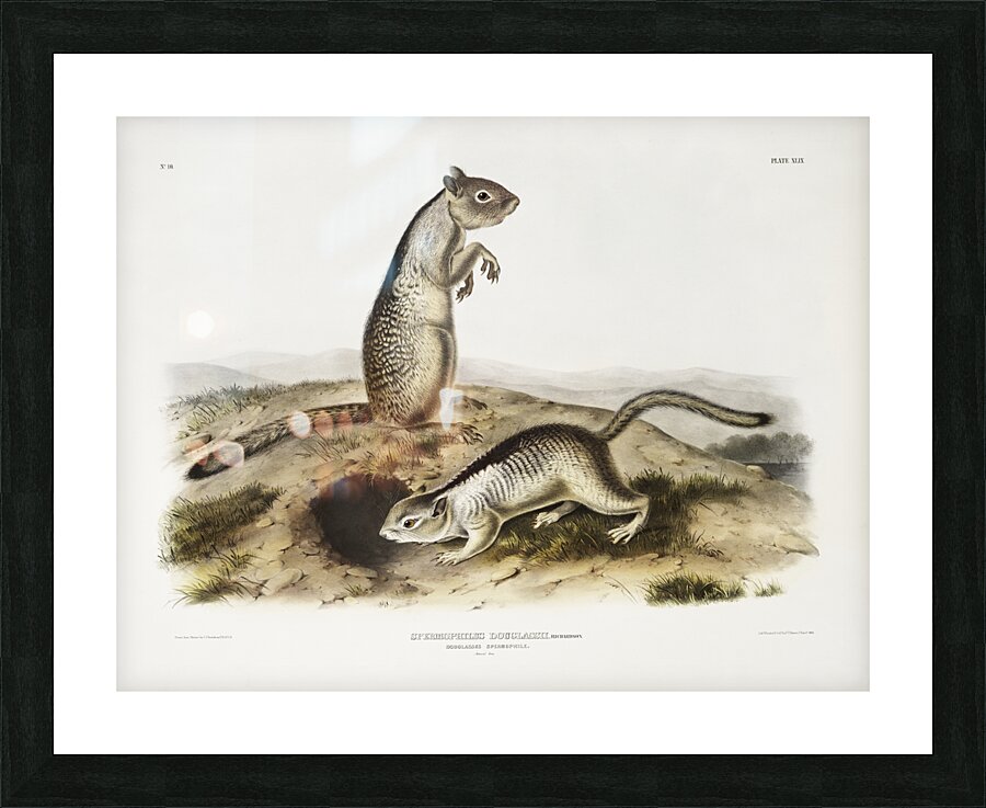 Spermophile Spermophilus Douglassii  Picture Frame print