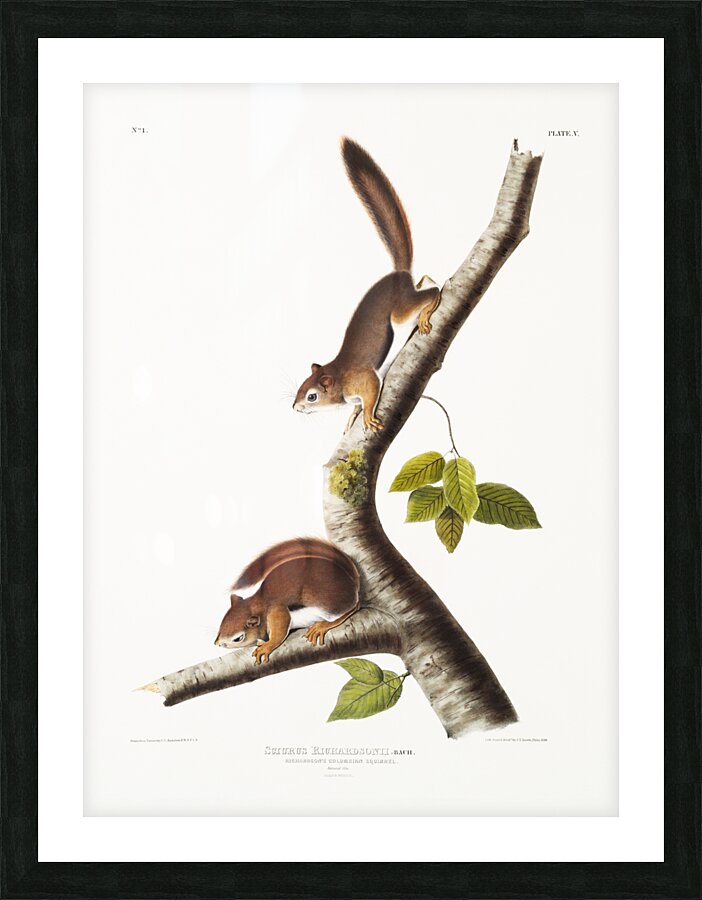 Columbian Squirrel Sciurus Richardsonii  Picture Frame print