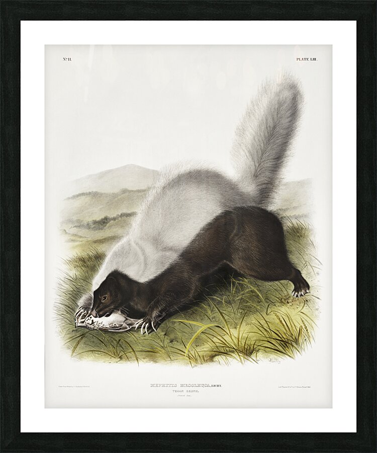 Texan Skunk Mephitis mesoleuca  Picture Frame print