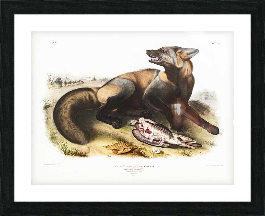 American Cross-Fox Canis vulpes  Picture Frame print