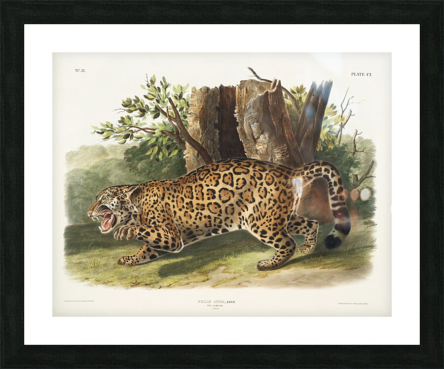 Jaguar Felis onca  Picture Frame print