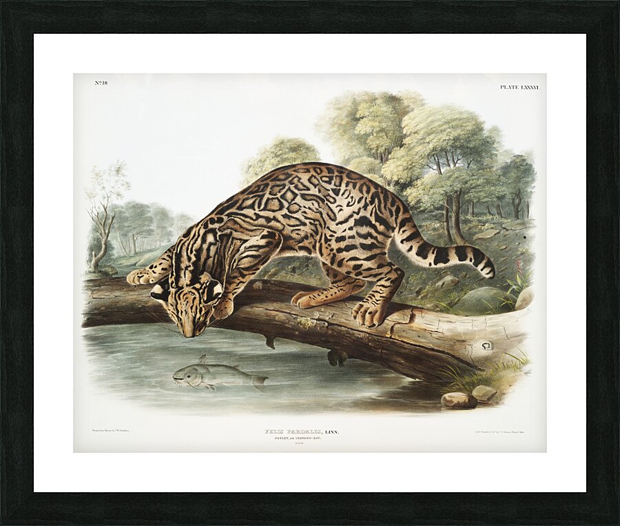 Ocelot or Leopard-Cat Felis pardalis  Picture Frame print