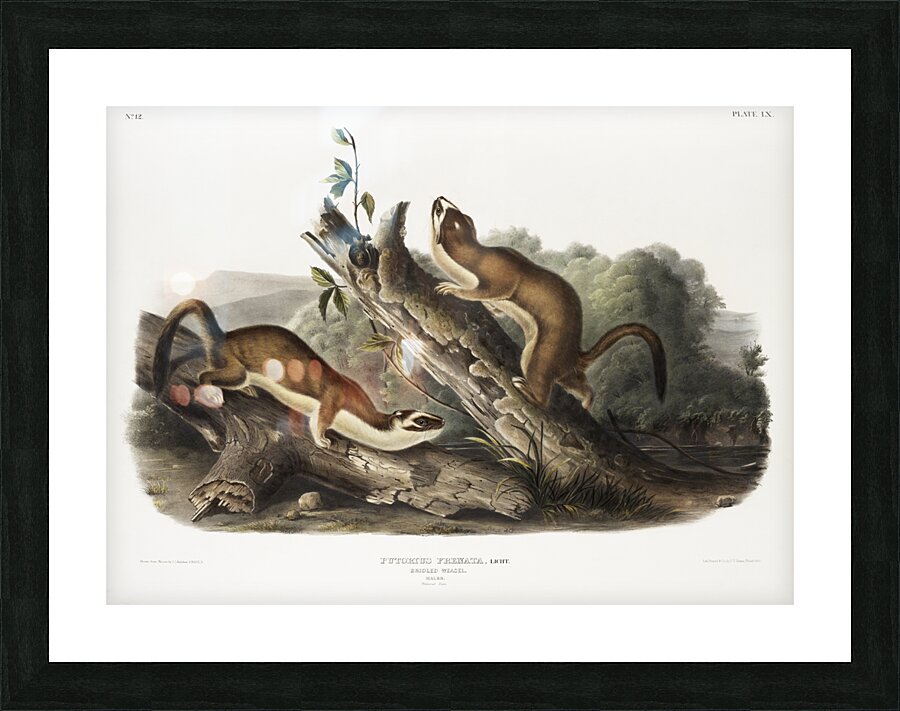Bridled Weasel Putorius frenata  Picture Frame print