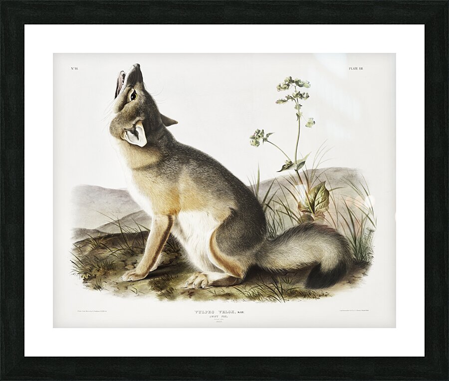 Swift Fox Vulpes velox  Picture Frame print