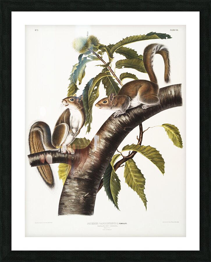 Carolina Grey Squirrel Sciurus Carolinensis  Picture Frame print
