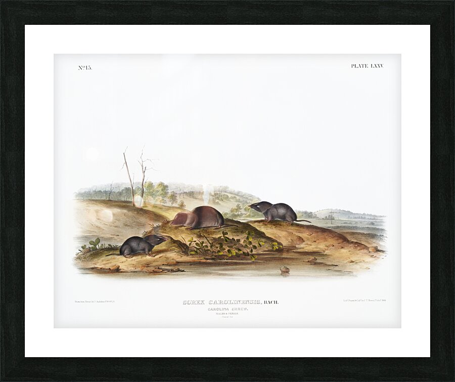 Carolina Shrew Sorex Carolinensis  Picture Frame print