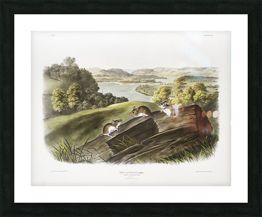 White-footed Mouse Mus leucopus  Picture Frame print