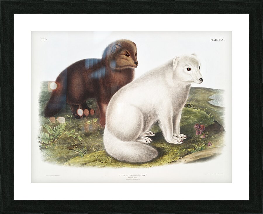 Arctic Fox Vulpes lagopus  Picture Frame print