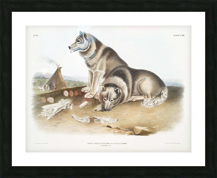 Esquimaux Dog Canis familiaris  Picture Frame print