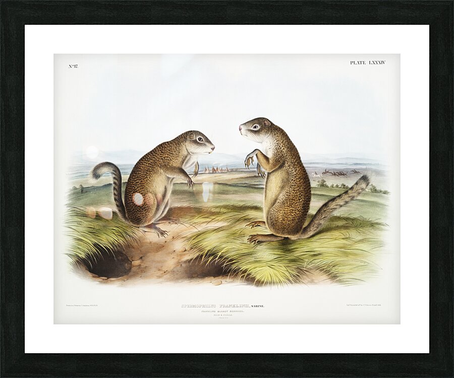 Marmot Squirrel Spermophilus Franklinii  Impression et Cadre photo