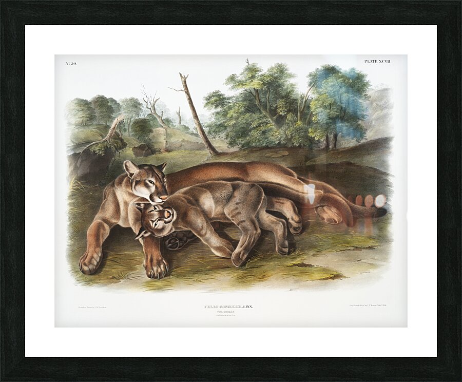 Cougar Felis concolor  Picture Frame print