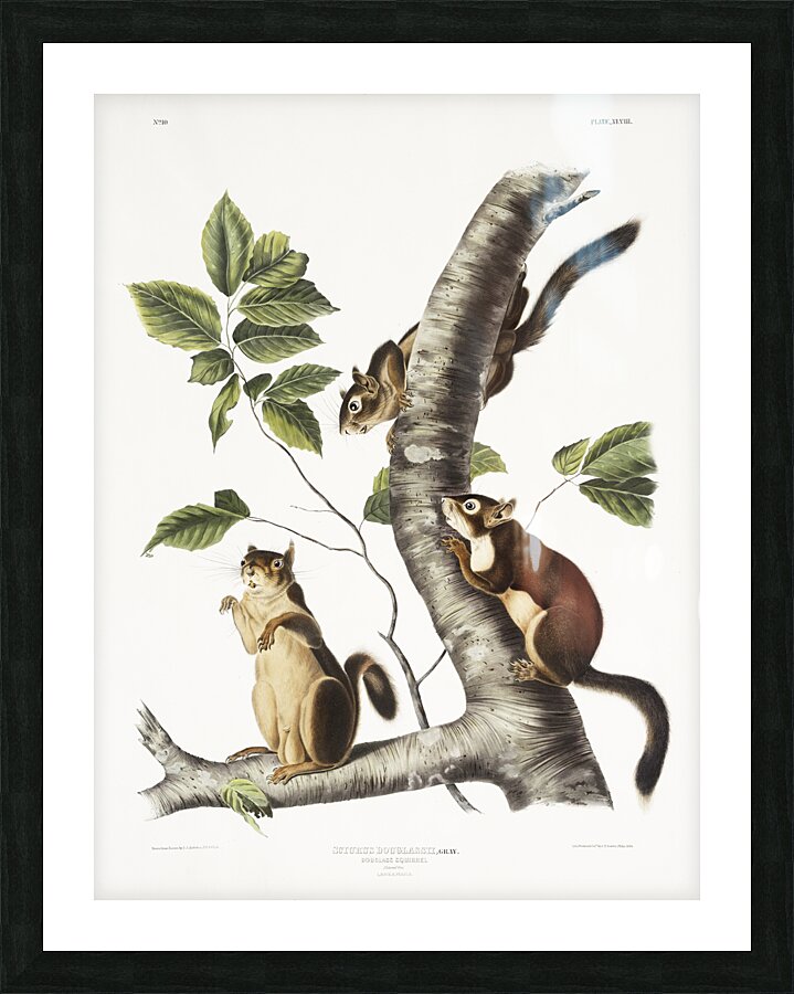 Squirrel Sciurus Douglassii  Picture Frame print