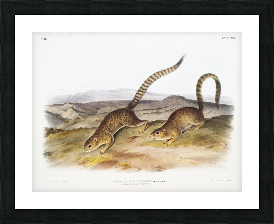 Annulated Marmot Squirrel Spermophilus annulatus  Picture Frame print