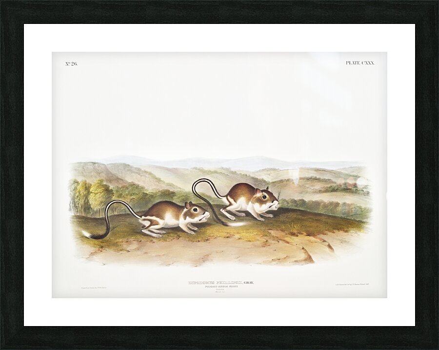 Pouched Jerboa Mouse Dipodomys Phillipsii  Picture Frame print