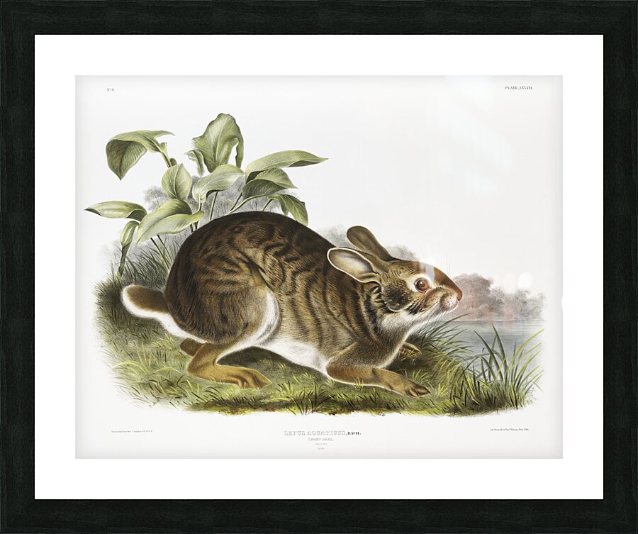 Swamp Hare Lepus aquaticus  Picture Frame print