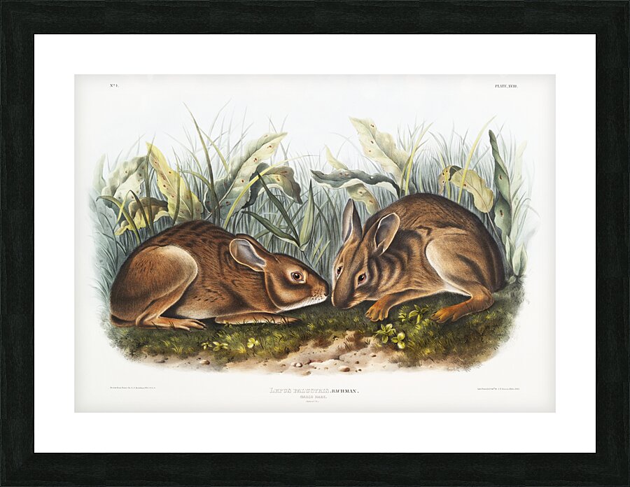 Marsh Hare Lepus palustris  Picture Frame print