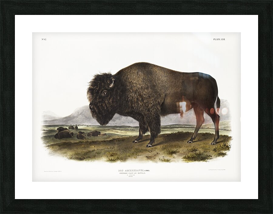 Marsh Hare Lepus palustris  Picture Frame print