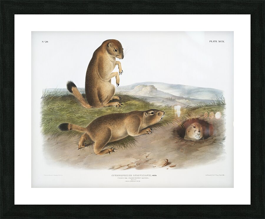 Marsh Hare Lepus palustris  Picture Frame print