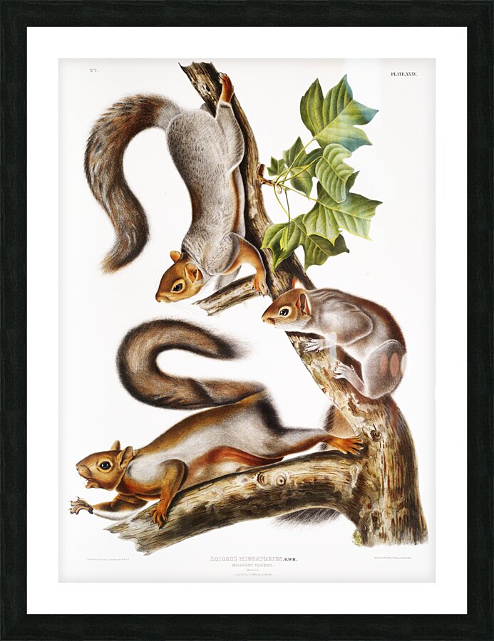 Migratory Squirrel Sciurus migratorius  Picture Frame print