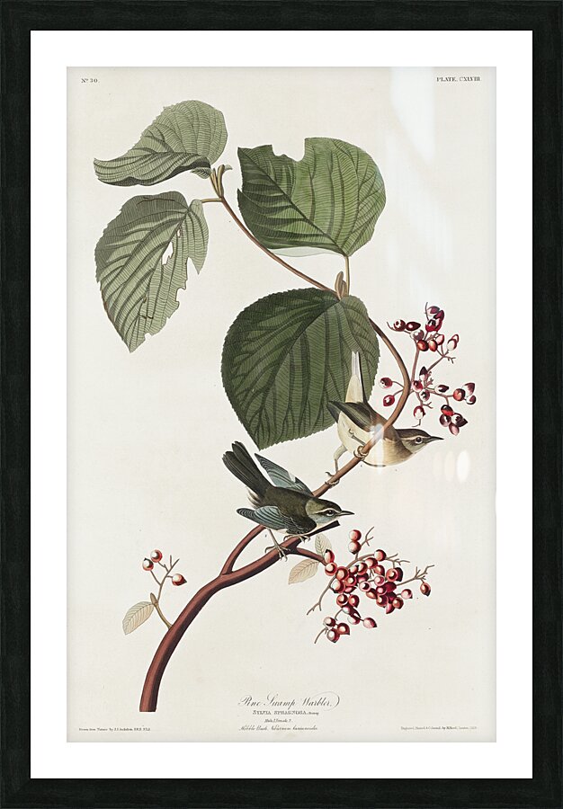 Pine Swamp Warbler Picture Frame print