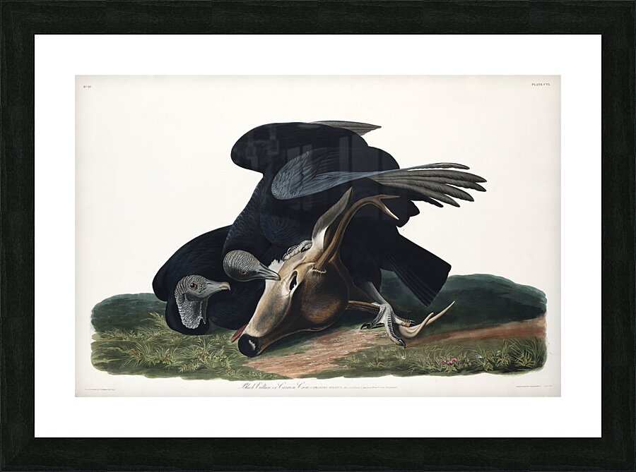 Black Vulture or Carrion Crow Picture Frame print