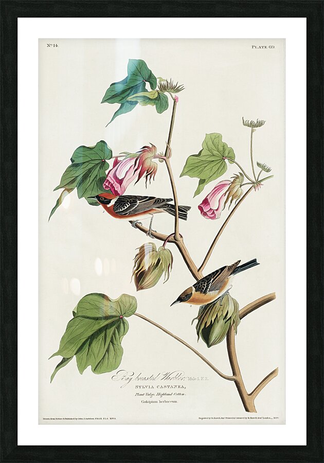 Bay-breasted Warbler Picture Frame print