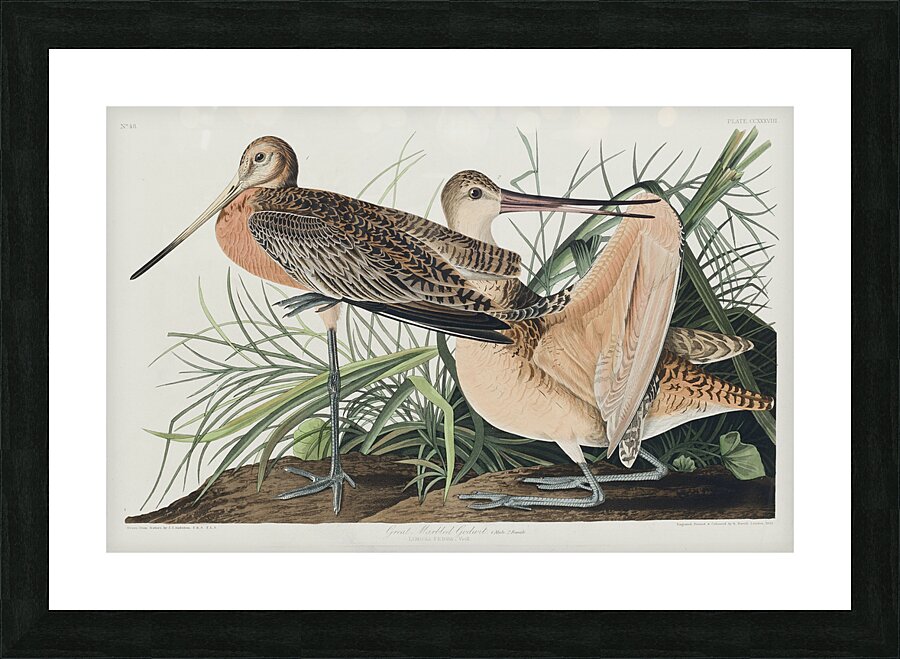 Great Marbled Godwit Picture Frame print