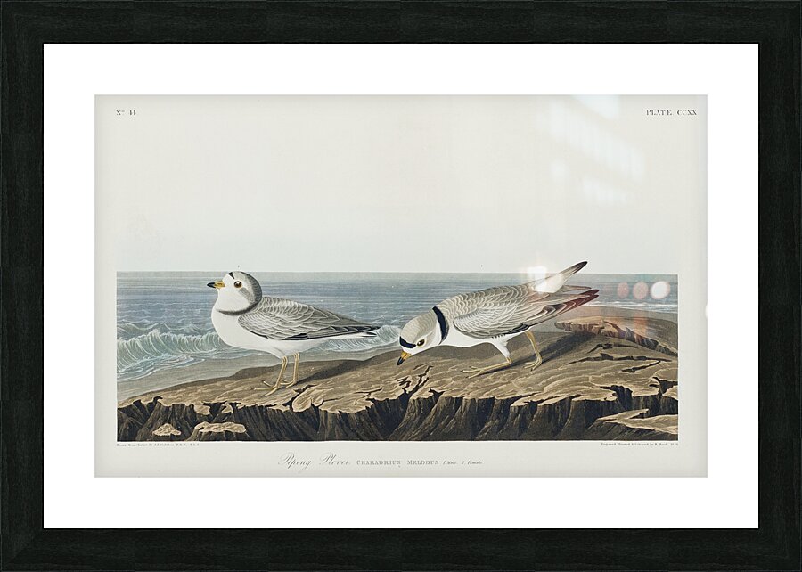 Great Marbled Godwit Picture Frame print