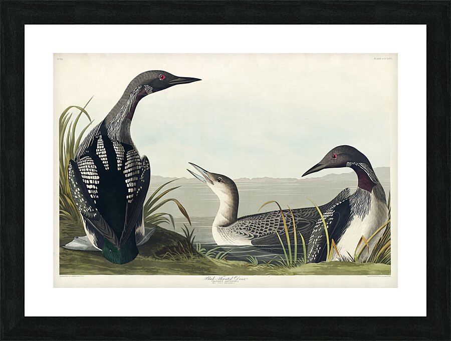 Black-Throated Diver Picture Frame print