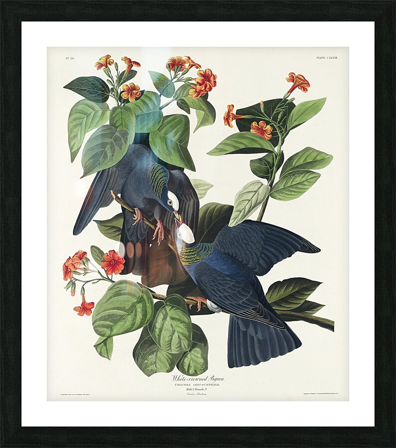White-crowned Pigeon Picture Frame print