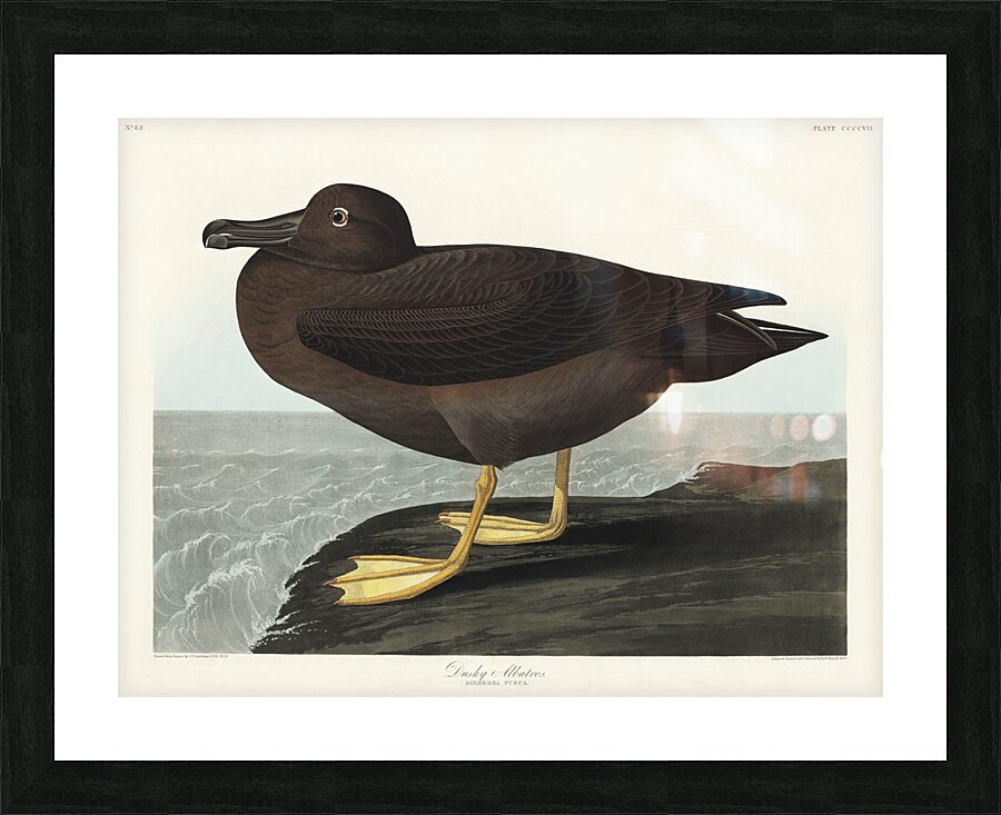 Dusky Albatros Picture Frame print